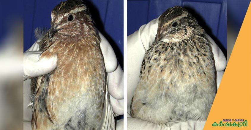 quail-farming-3 quail-farming-3