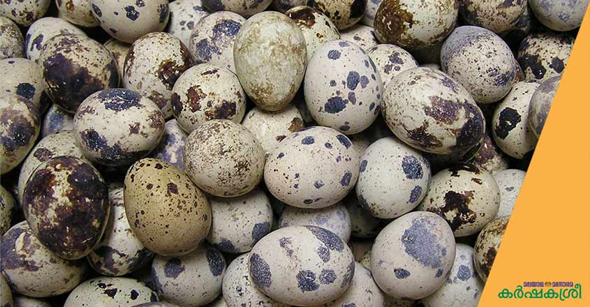 quail-farming-4 quail-farming-4