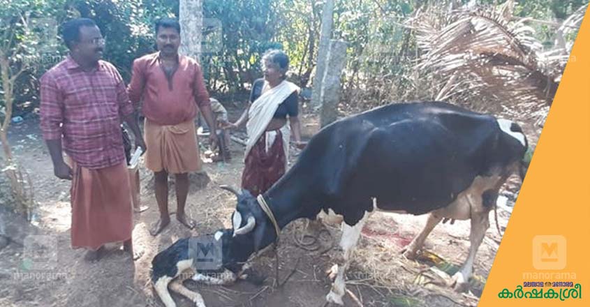 cow-1 cow-1
