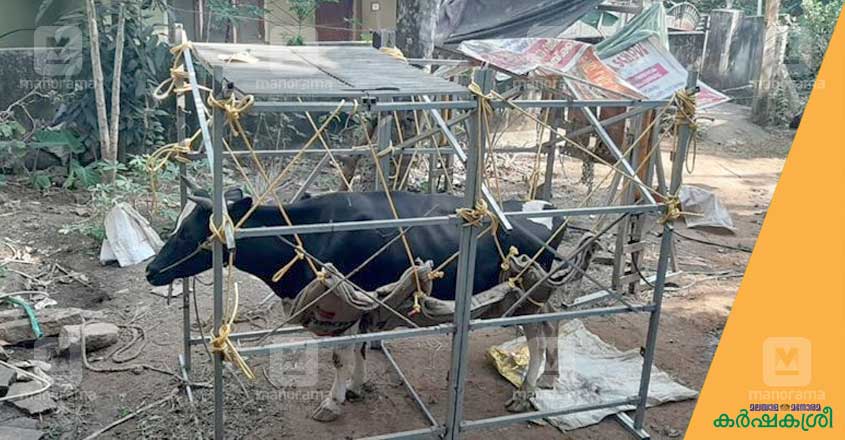 cow-2 cow-2