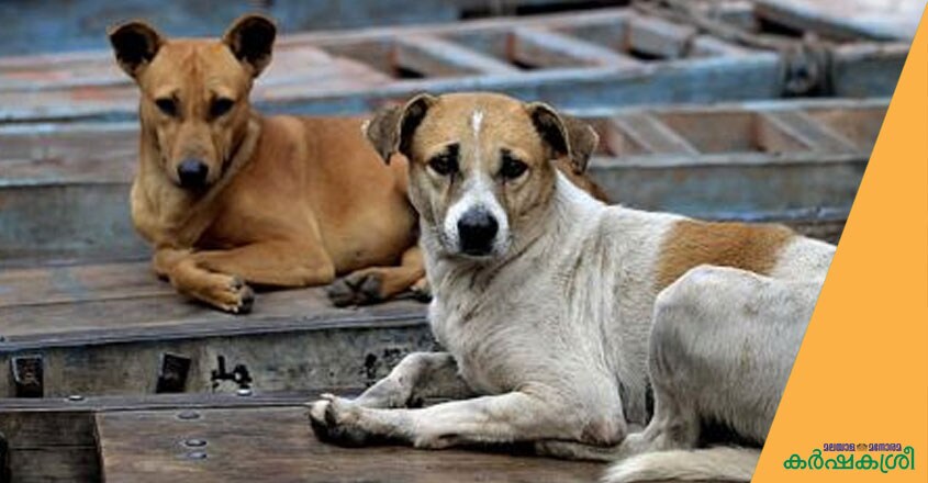 stray-dog stray-dog