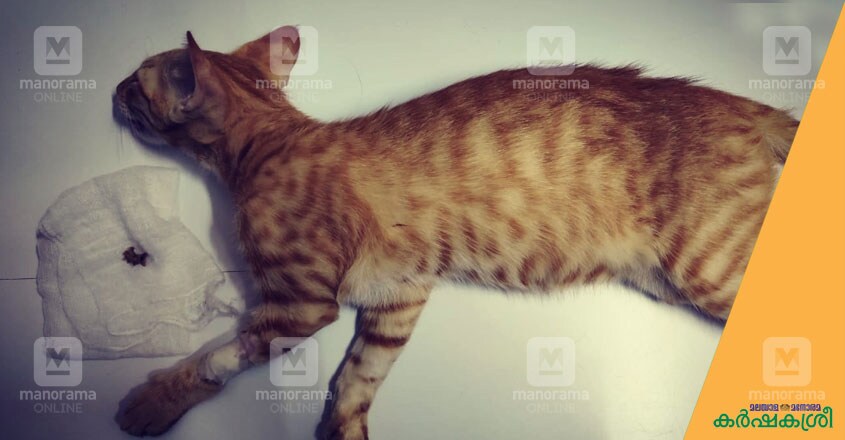 cat-disease cat-disease
