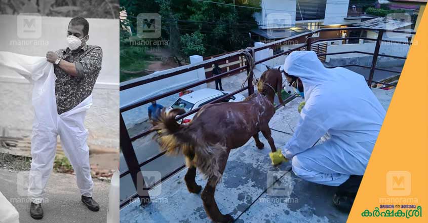 covid-goat-1 covid-goat-1