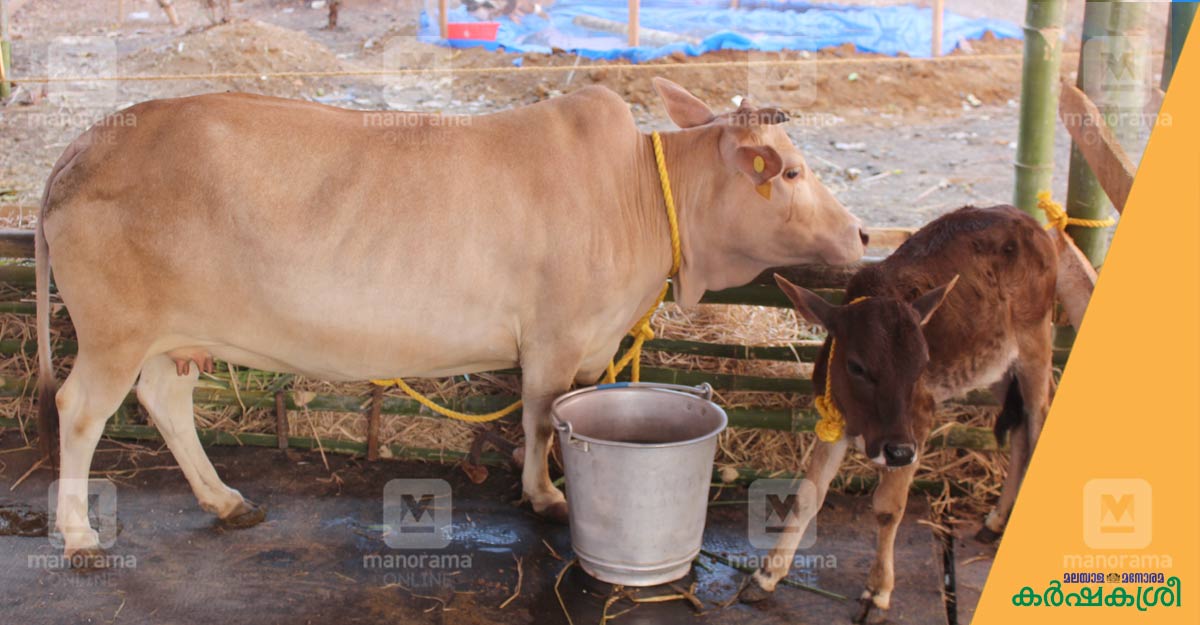 എന്റെ പൊക്കക്കുറവാണ് എന്റെ പൊക്കം എന്ന് ലോകത്തോട് പറയുന്ന കുഞ്ഞൻ പശു