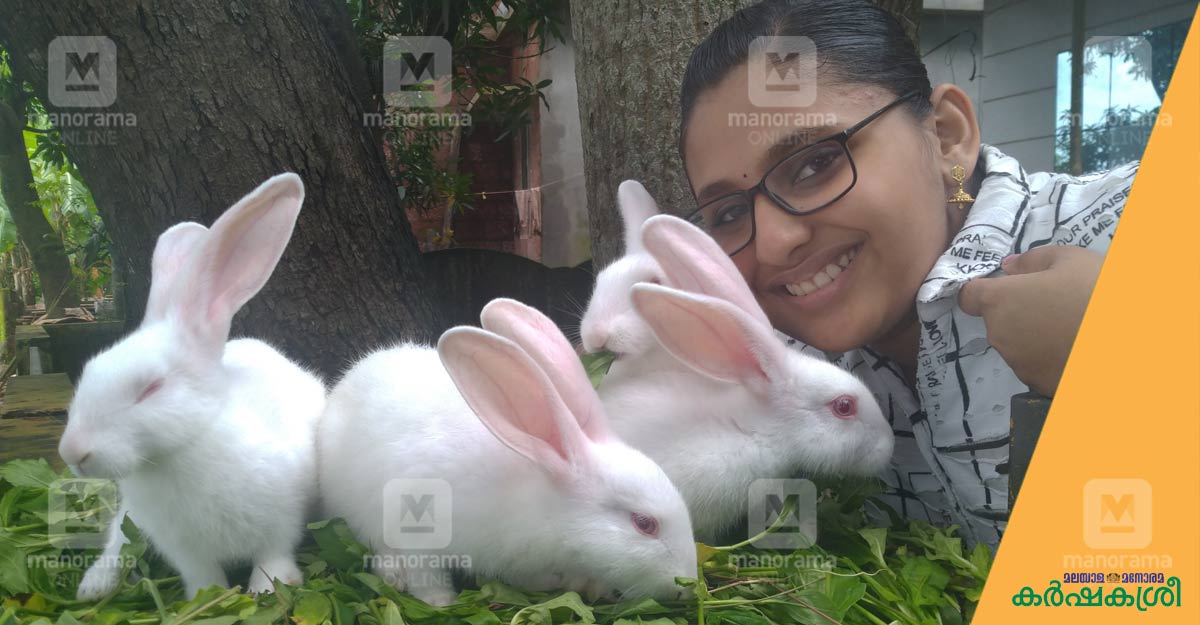 Kullu Rabbit ആർക്കും മുയലുകളെ വളർത്താം: കർഷകർക്കായി സമ്പൂർണ മാർഗരേഖ | Rabbit Farming ...