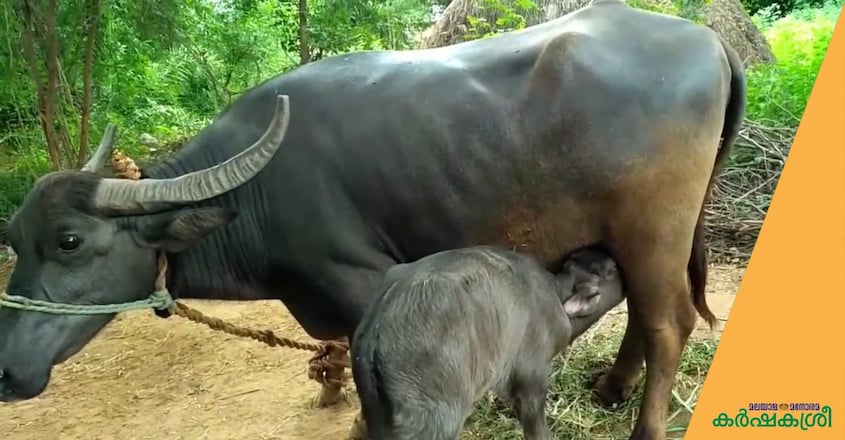 buffalo buffalo