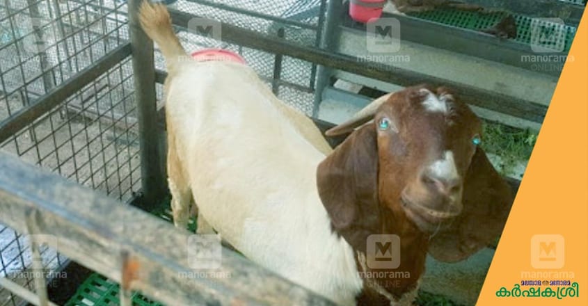 boer-goat boer-goat