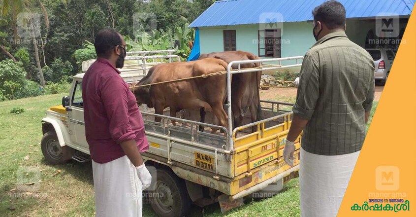 cow-covid-3 cow-covid-3