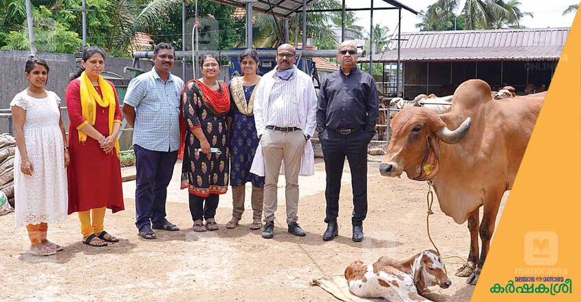 gir-cow-team gir-cow-team