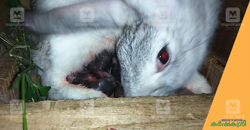rabbit-giving-birth rabbit-giving-birth