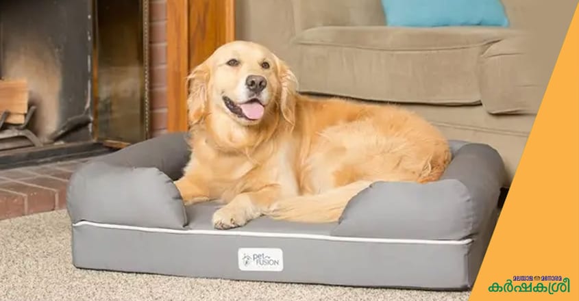 dog-bed dog-bed