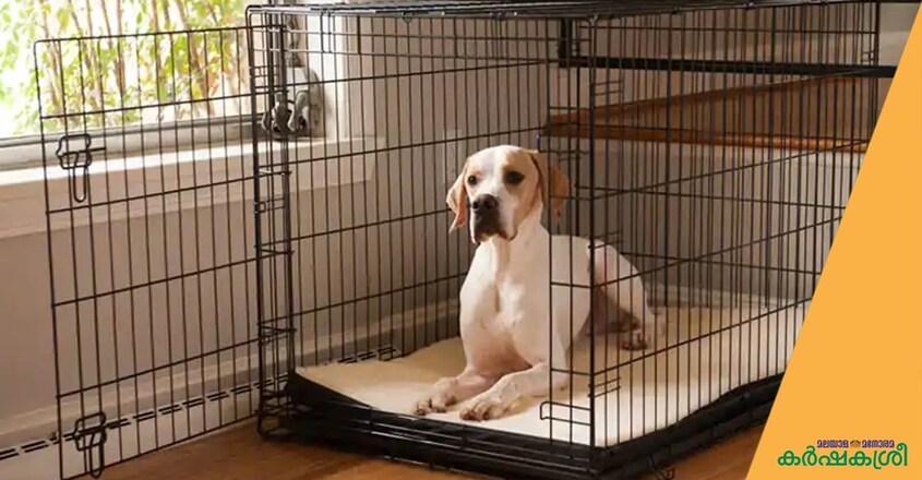 dog-cage dog-cage