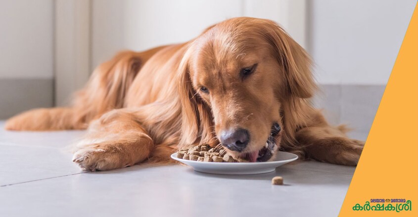 dog-food dog-food