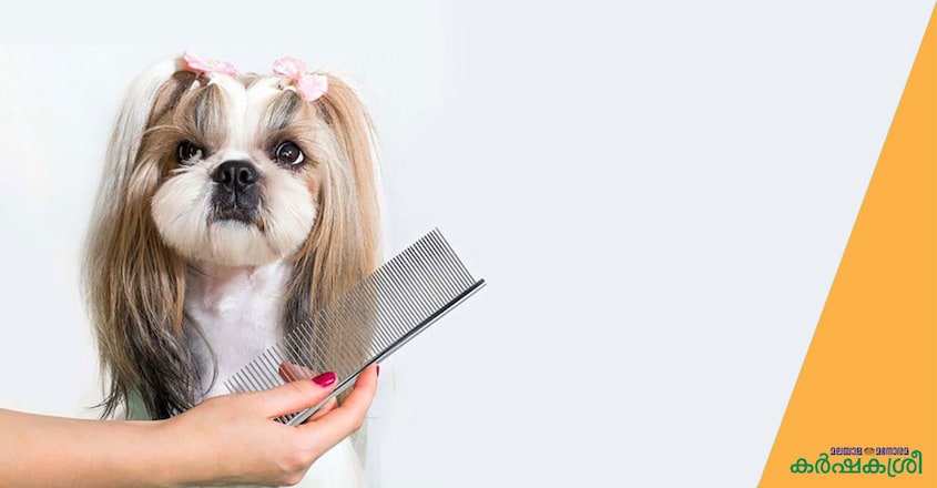 dog-grooming dog-grooming