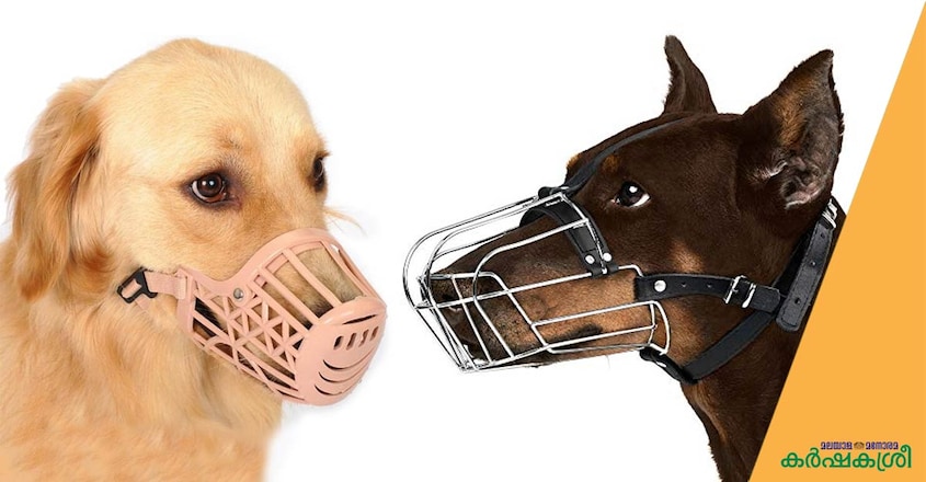 dog-mask dog-mask