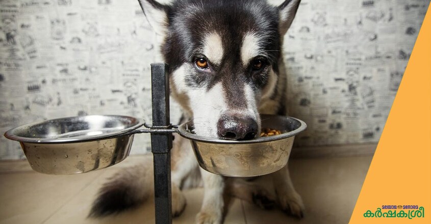 dog-plate dog-plate