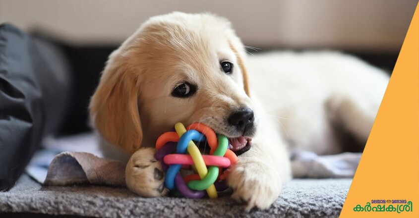 dog-toys dog-toys
