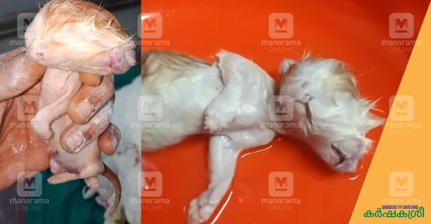 cat-2 cat-2
