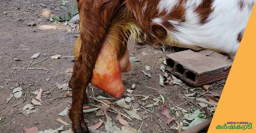 goat-1 goat-1