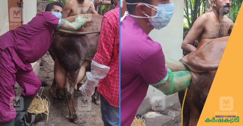 cow-delivery-2 cow-delivery-2