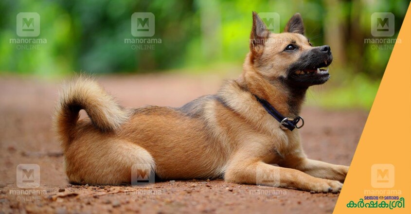 puppy puppy