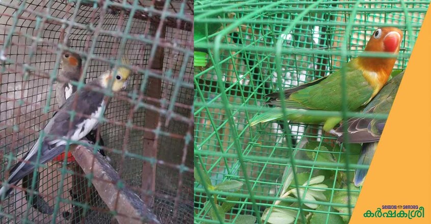 geen-mesh-and-pet-birds-1 geen-mesh-and-pet-birds-1