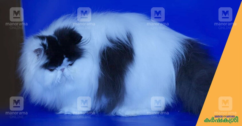 persian-cat-1 persian-cat-1