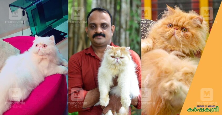persian-cat-suresh-2 persian-cat-suresh-2