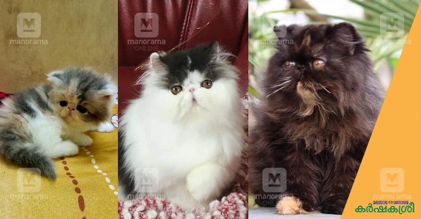 persian-cat-suresh-4 persian-cat-suresh-4