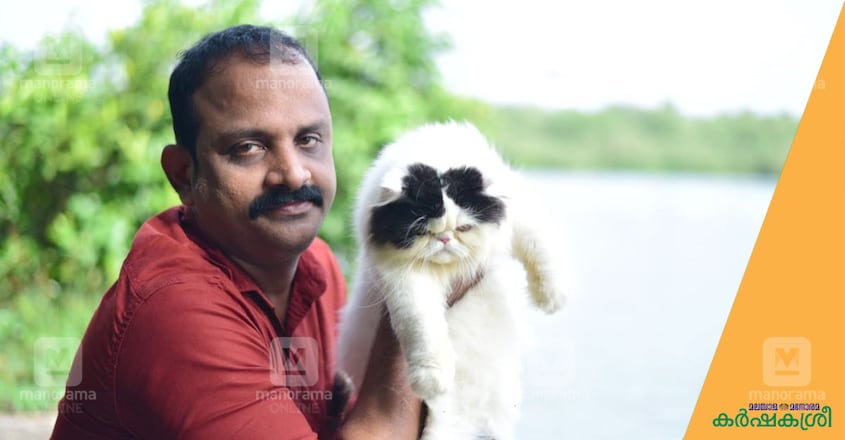 persian-cat-suresh persian-cat-suresh