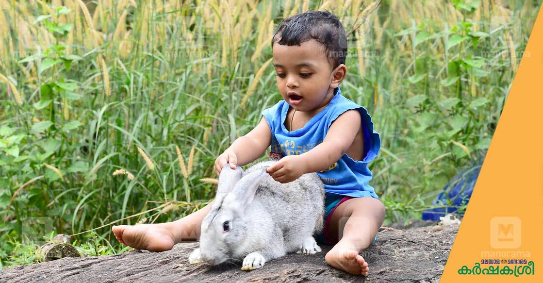 rabbit-farming rabbit-farming