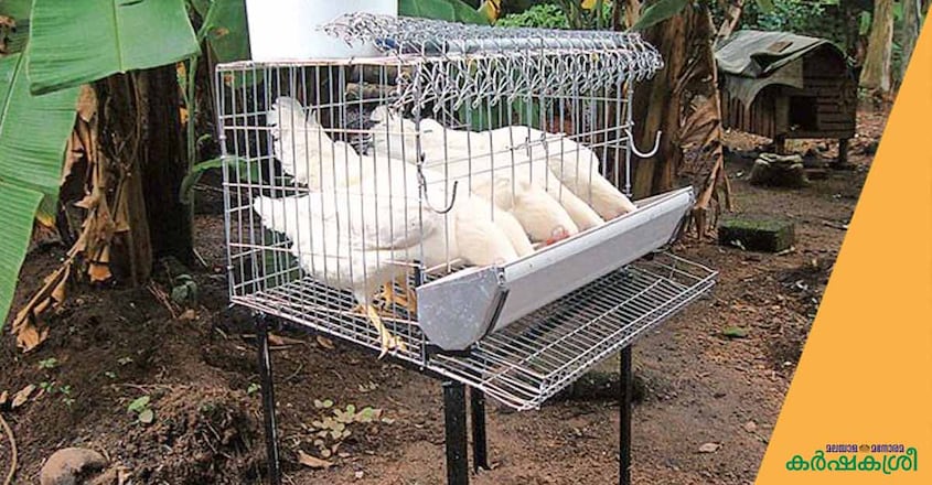 poultry-cage-2 poultry-cage-2