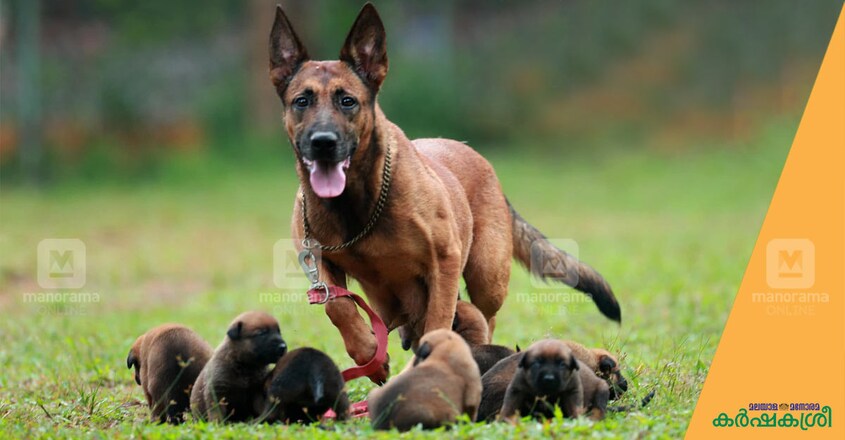 dog-puppies-malinois-1 dog-puppies-malinois-1