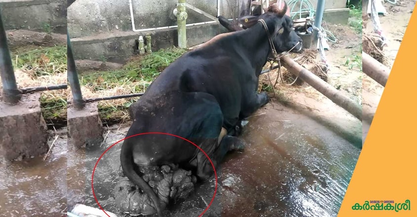 cow-3 cow-3