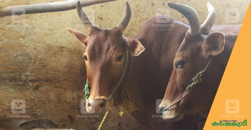 vilvadi-cow-3 vilvadi-cow-3