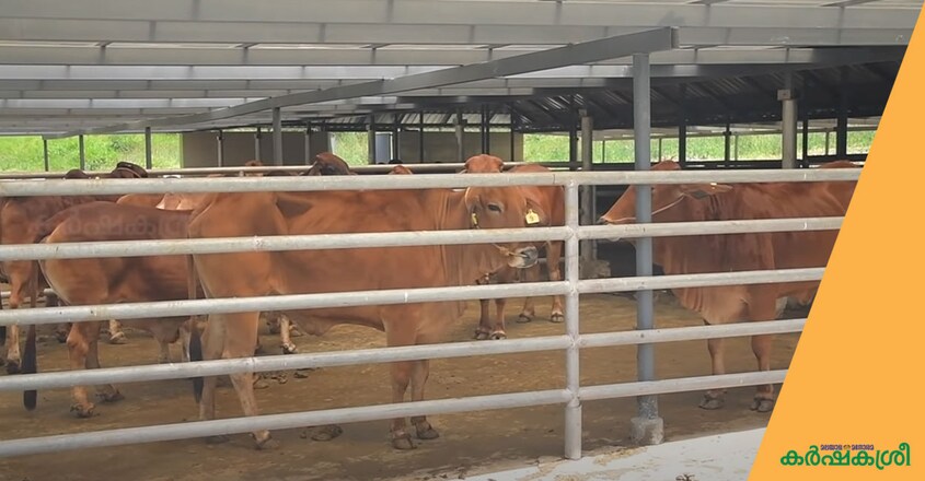 cow-embryo-transfer cow-embryo-transfer