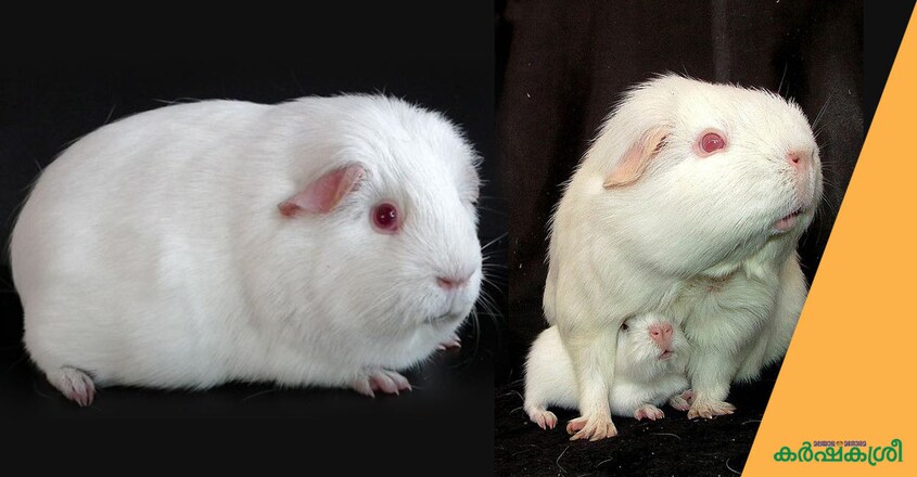 guinea-pig-3 guinea-pig-3