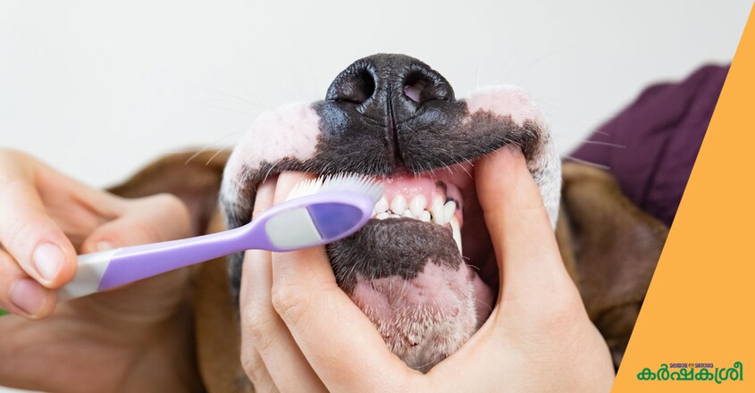 dog-puppy-care-3 dog-puppy-care-3