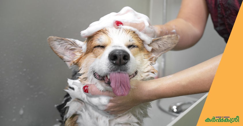 dog-puppy-care-5 dog-puppy-care-5