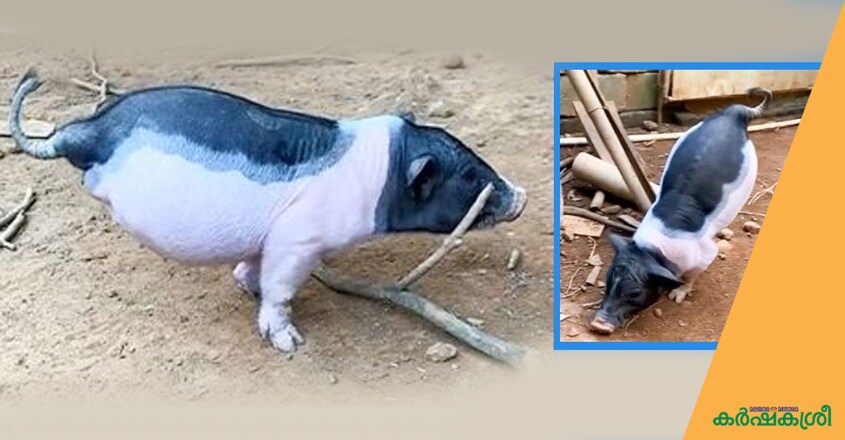 two-leged-pig-1 two-leged-pig-1