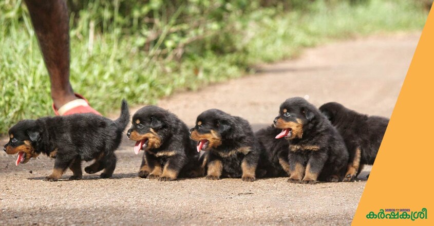 dog-2 dog-2