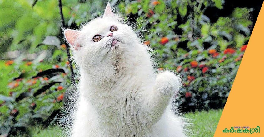 cat-persian-2 cat-persian-2