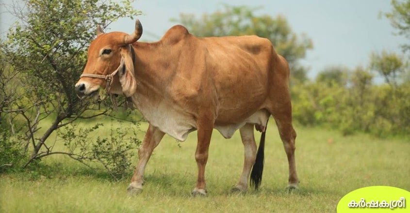gir-cow-1 gir-cow-1