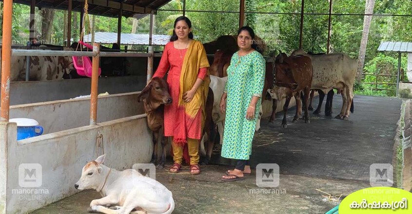 desi-cow-2 desi-cow-2