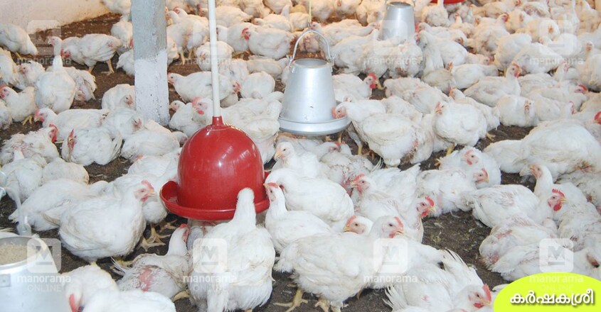 broiler-chicken-farm