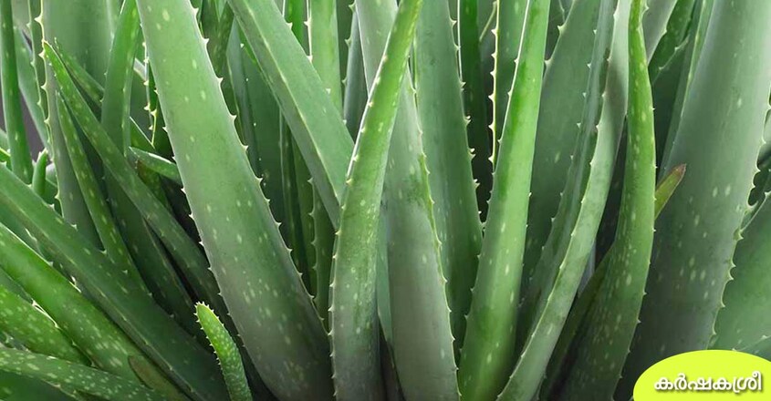 Aloe-Vera Aloe-Vera