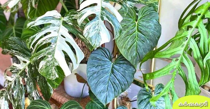 Philodendron Philodendron