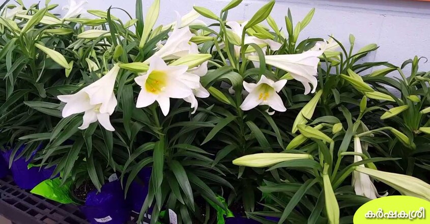lily-plant lily-plant