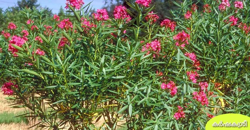 oleander-plant oleander-plant