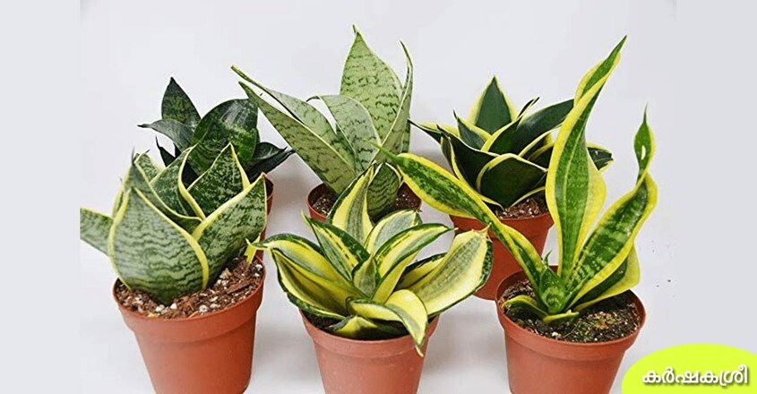 snake-plant snake-plant